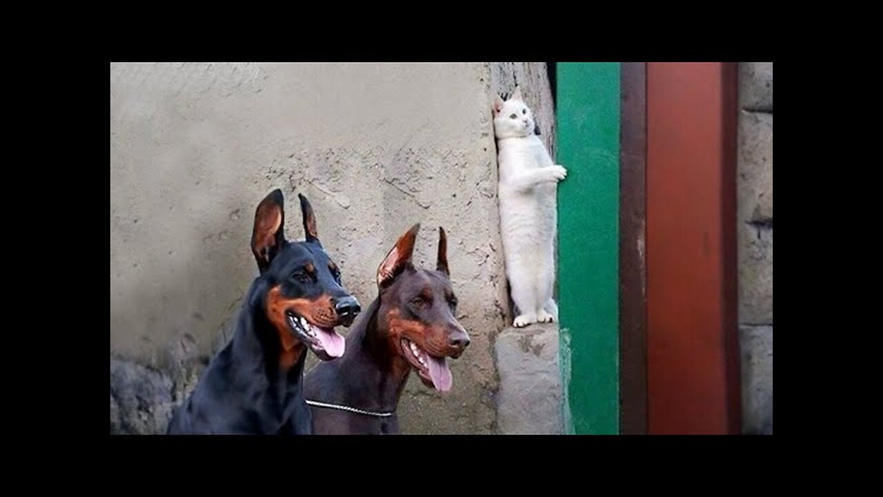 WORLD BEST FUNNIEST🤣 Dog vs men 🤣 funny video> Don't Try Laughing 🤣 clips