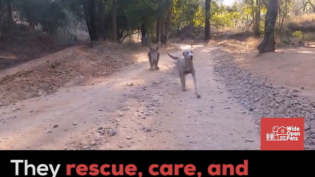 Goats Play on Rhinos in Sanctuary