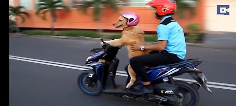 Dog Rides On Scooter