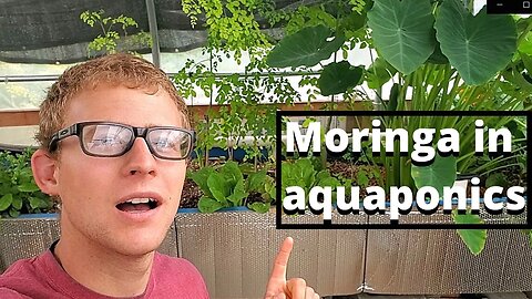 Moringa in aquaponics system update (growing moringa in aquaponics)