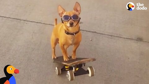 Amazing Dog Skateboarding Skills