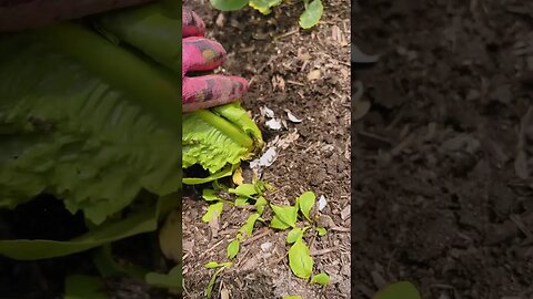 SLUGS IN OUR GARDEN! #pests #gardeningtips #garden #homestead #summer #reels #fy #fyp #pestcontrol