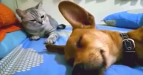 Sleeping dog farted and the cat got a little angry kicked the dog