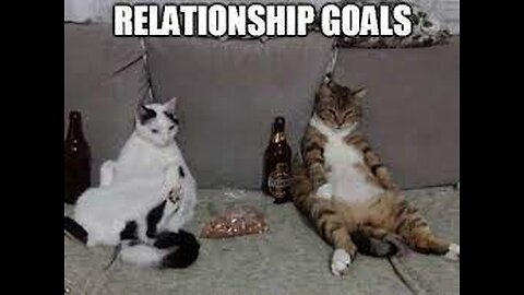 Cats usually have fraught relationships with each other- funny and cute cats