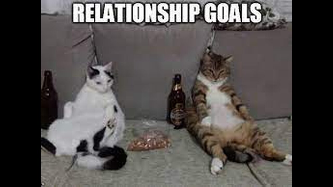 Cats usually have fraught relationships with each other- funny and cute cats
