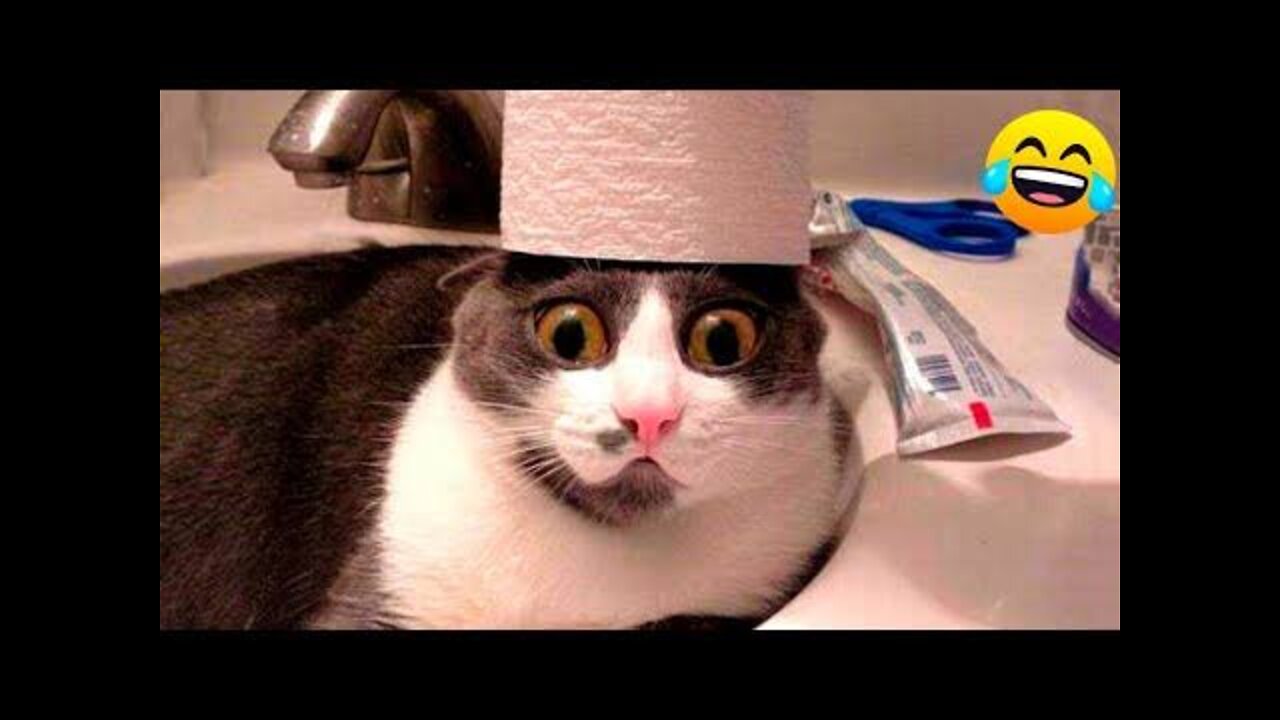 Hilarious Cat Viral Videos | Ultimate Cat Compilation 2022