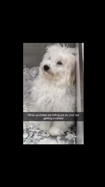 Dog Stays Out Of Argument