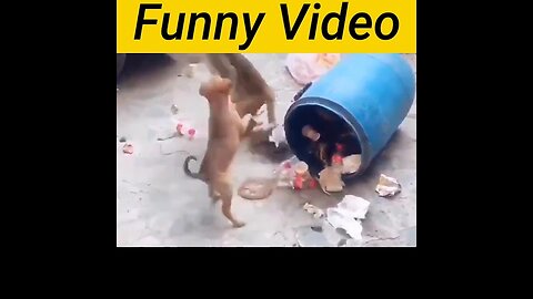 Monkey and donkey funny video