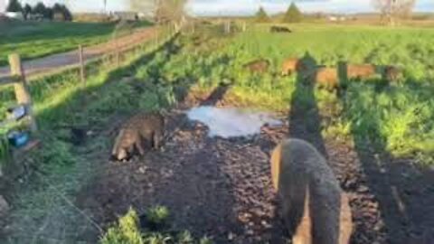 Let's Talk more Regenerative Agriculture