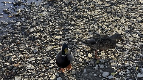 Hanging out with a couple of mallard 🦆