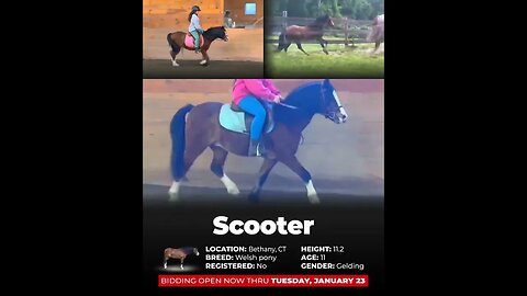 🐴𝐌𝐘 𝓓𝓻𝓮𝓪𝓶 𝓟𝓸𝓷𝔂 𝐒𝐇𝐎𝐖𝐂𝐀𝐒𝐄🐴 - online auction ending Tuesday | January 23rd!