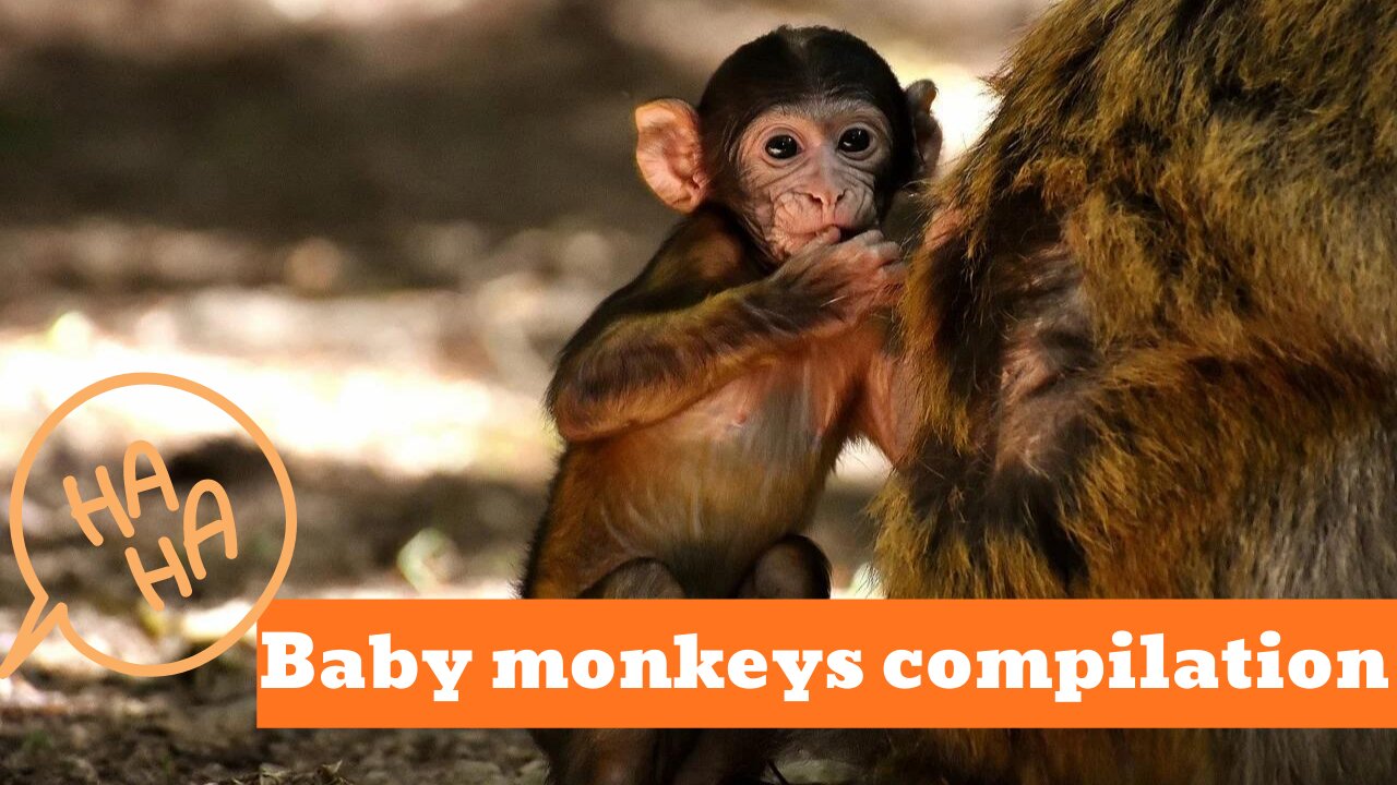 Baby Monkeys Cutest Compilation - See what monkeys do