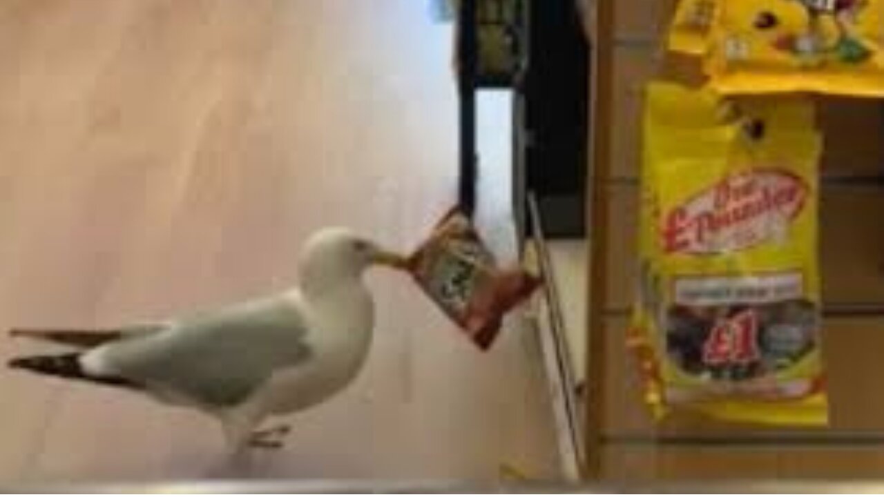 Thief funny gull bird-Best Comic Video