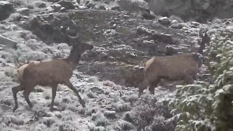 Young Velvet Bull Elk in Snow