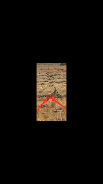 Hunting Coyotes #shorts #dogs #animals #hunter #071