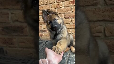Cute Funny Dog -59