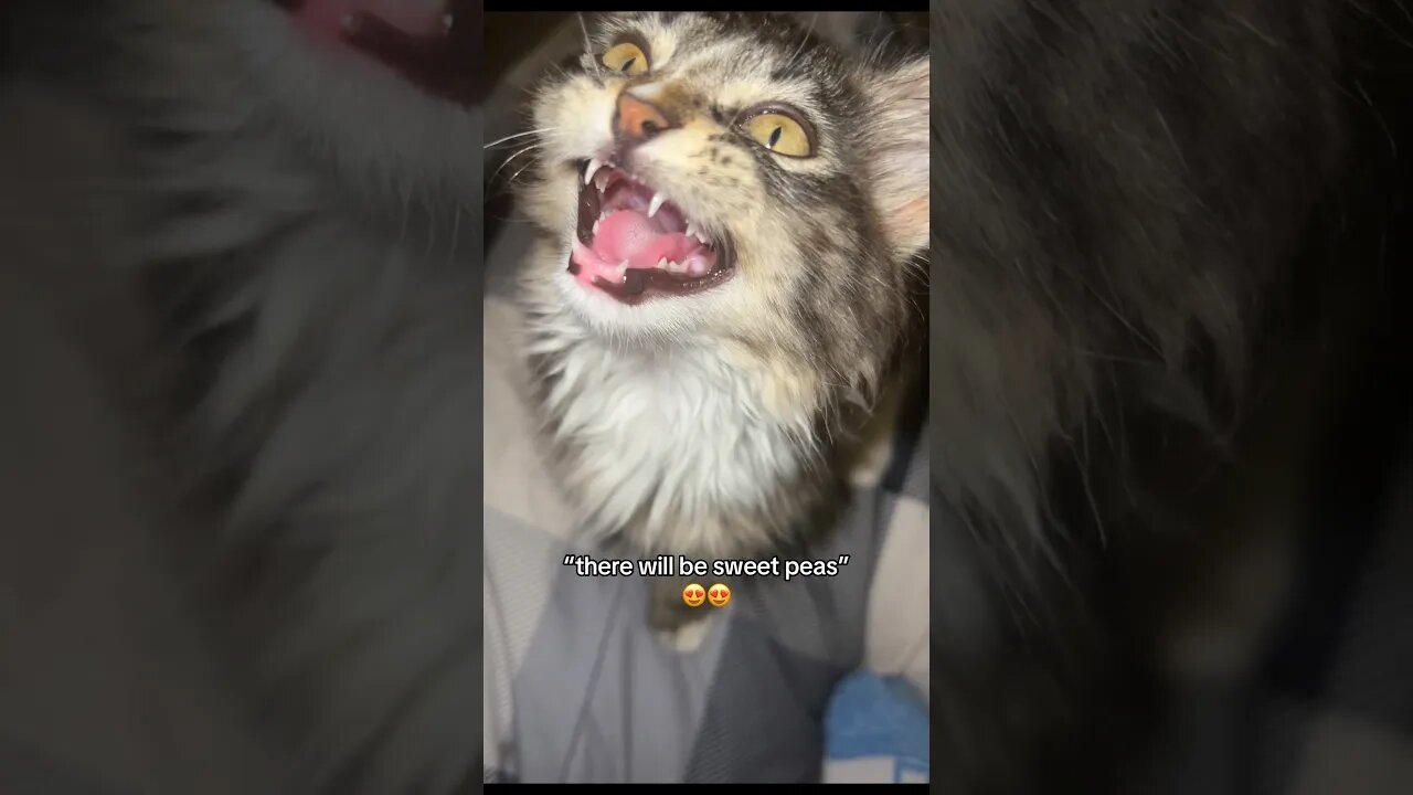 WHY IS THIS MY KITTENS FAVORITE FOOD? 😭