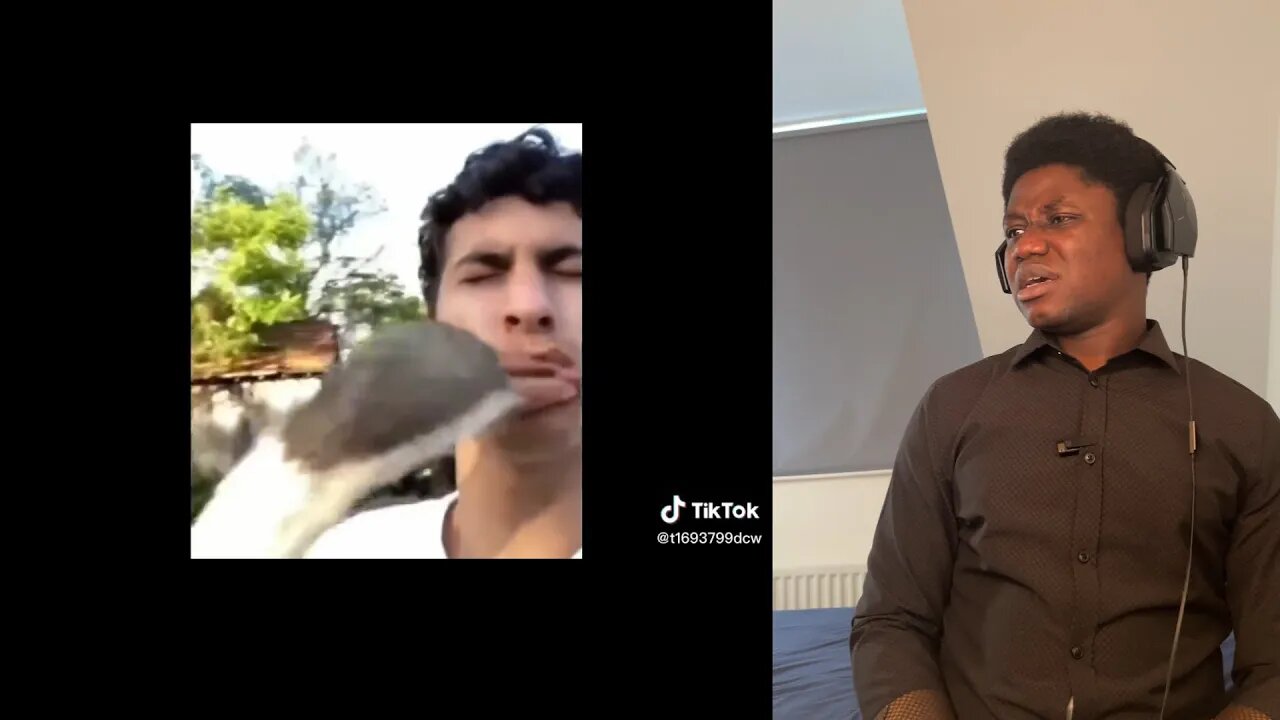 Animal TikTok Videos #8