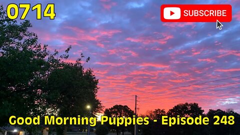 [0714] GOOD MORNING PUPPIES - EPISODE 248 [#dogs #doggos #doggies #puppies #dogdaycare]