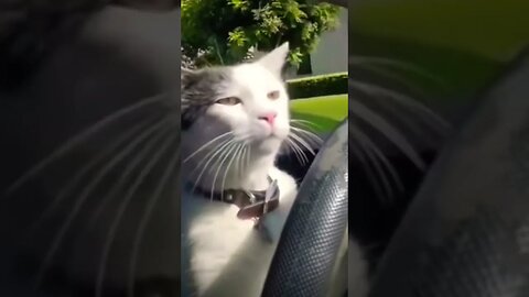 His driving skills 🤌😎 (please get this viral) #shorts #subscribe #viral #funny #cute