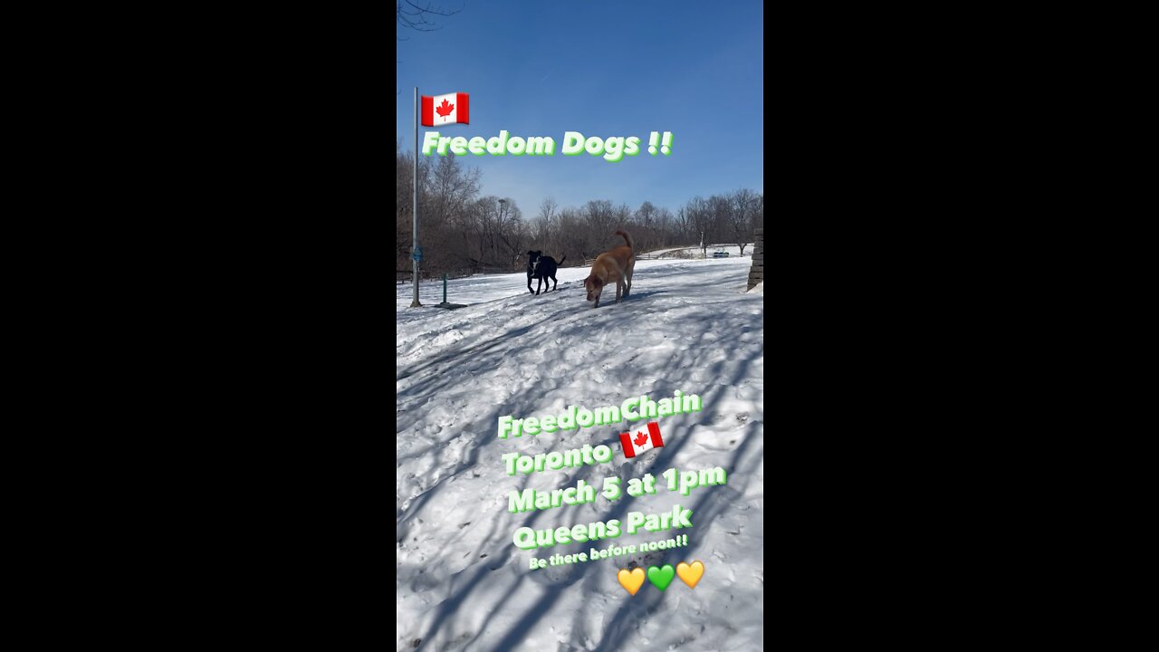 Freedom Dogs Bailey & Boomer revved up FreedomChainToronto