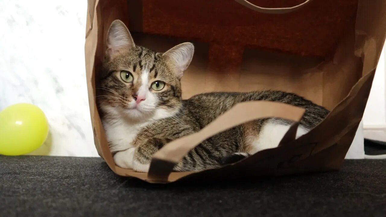 Funny Cat Loves to Sit in a Paper Bag