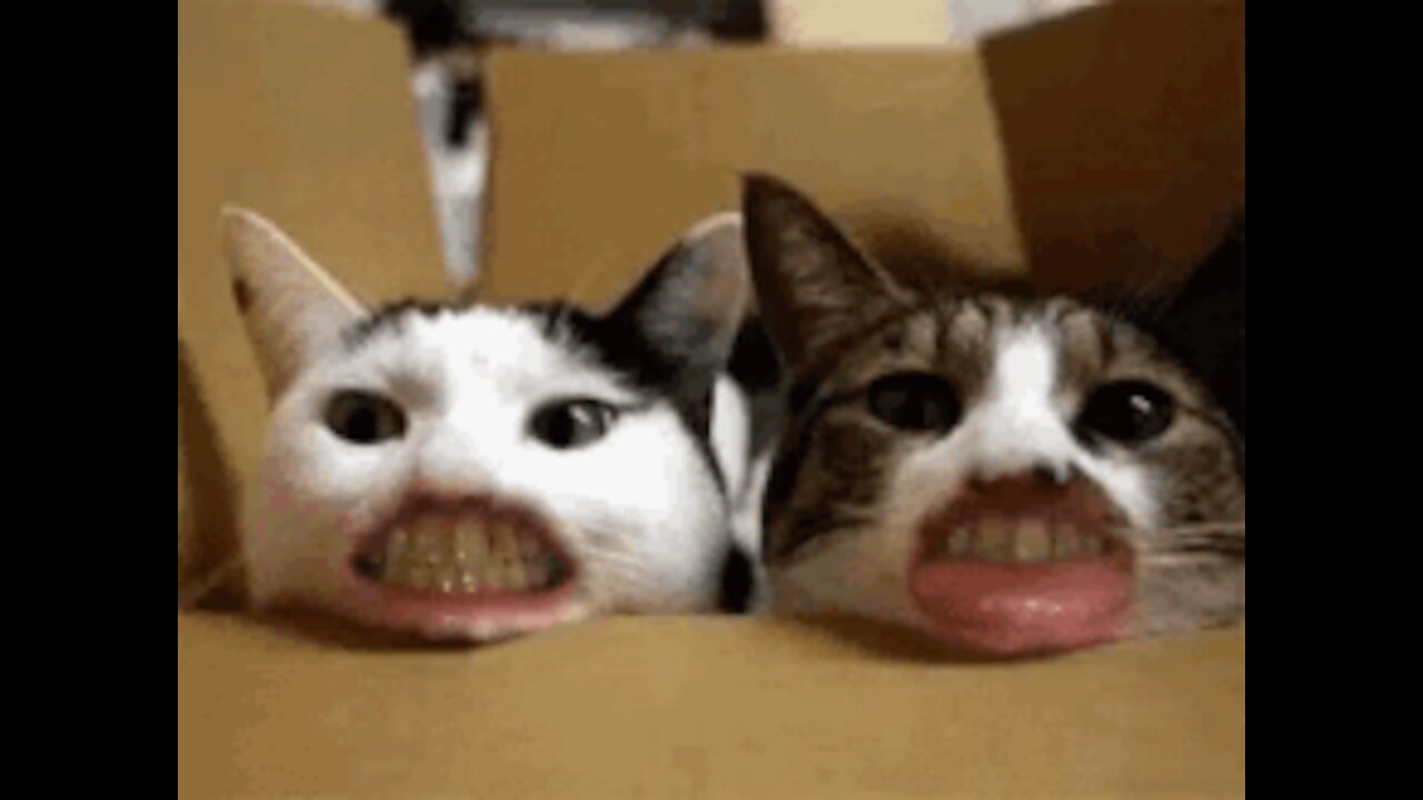 ๐Cute And Funny Pets@ | Try Not To Laugh To These Pets Compilation #7๐ Cutest Lands