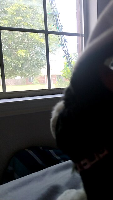 Bunny looks out of the window