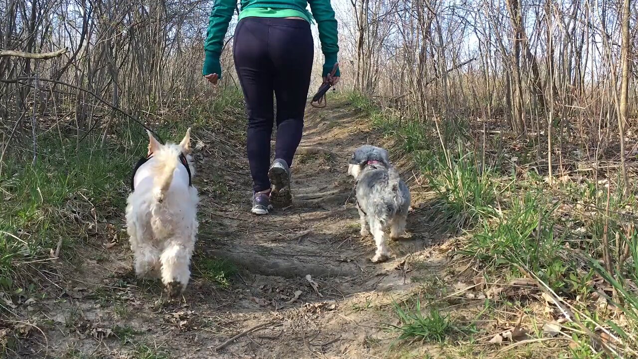 dog's