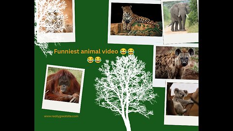 Funniest animal video 😂😂😂