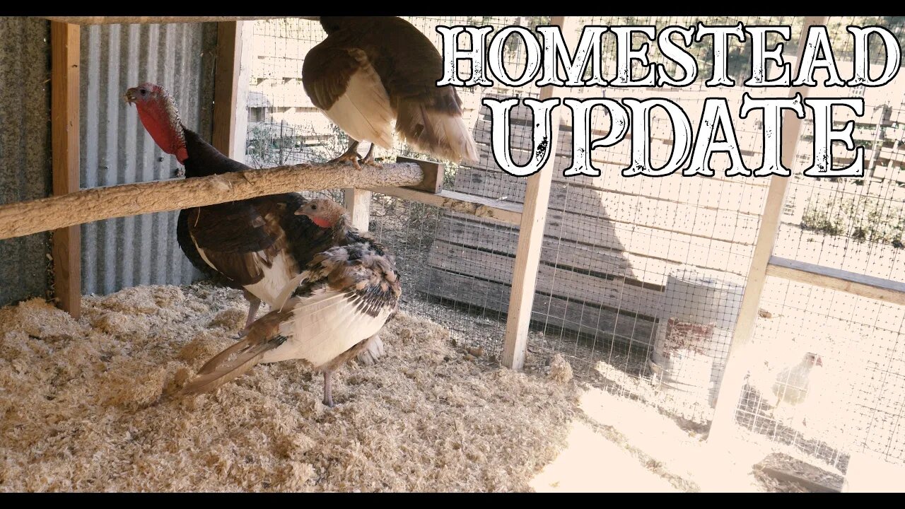 Homestead Update/ New Animal on the homestead