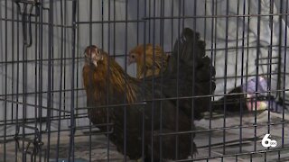 Around 300 animals rescued from home in Weiser; chickens looking for new home