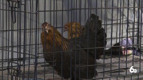 Around 300 animals rescued from home in Weiser; chickens looking for new home