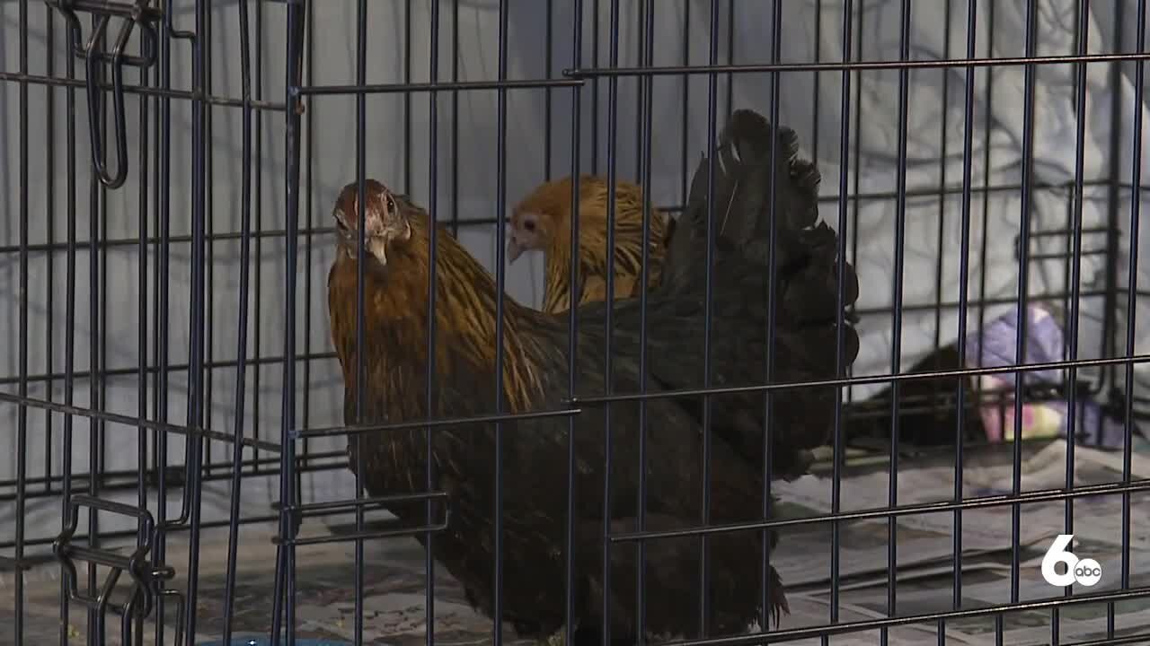 Around 300 animals rescued from home in Weiser; chickens looking for new home