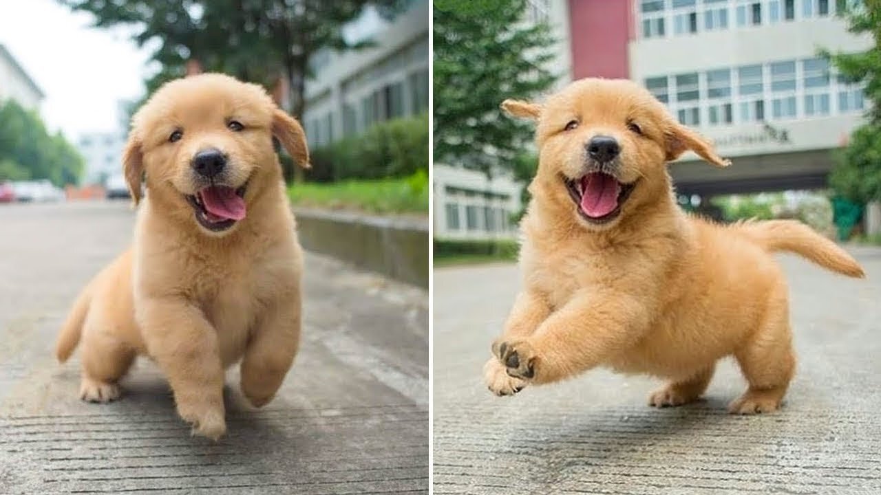 Funniest & Cutest Golden Retriever Puppies - 30 Minutes of Funny Puppy Videos 2022