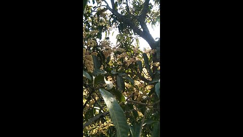 fruit tree