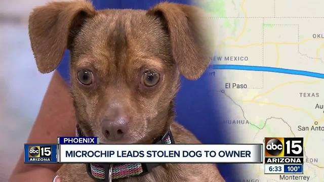 Microchip links stolen dog found at Phoenix facility to owner in Florida after two years