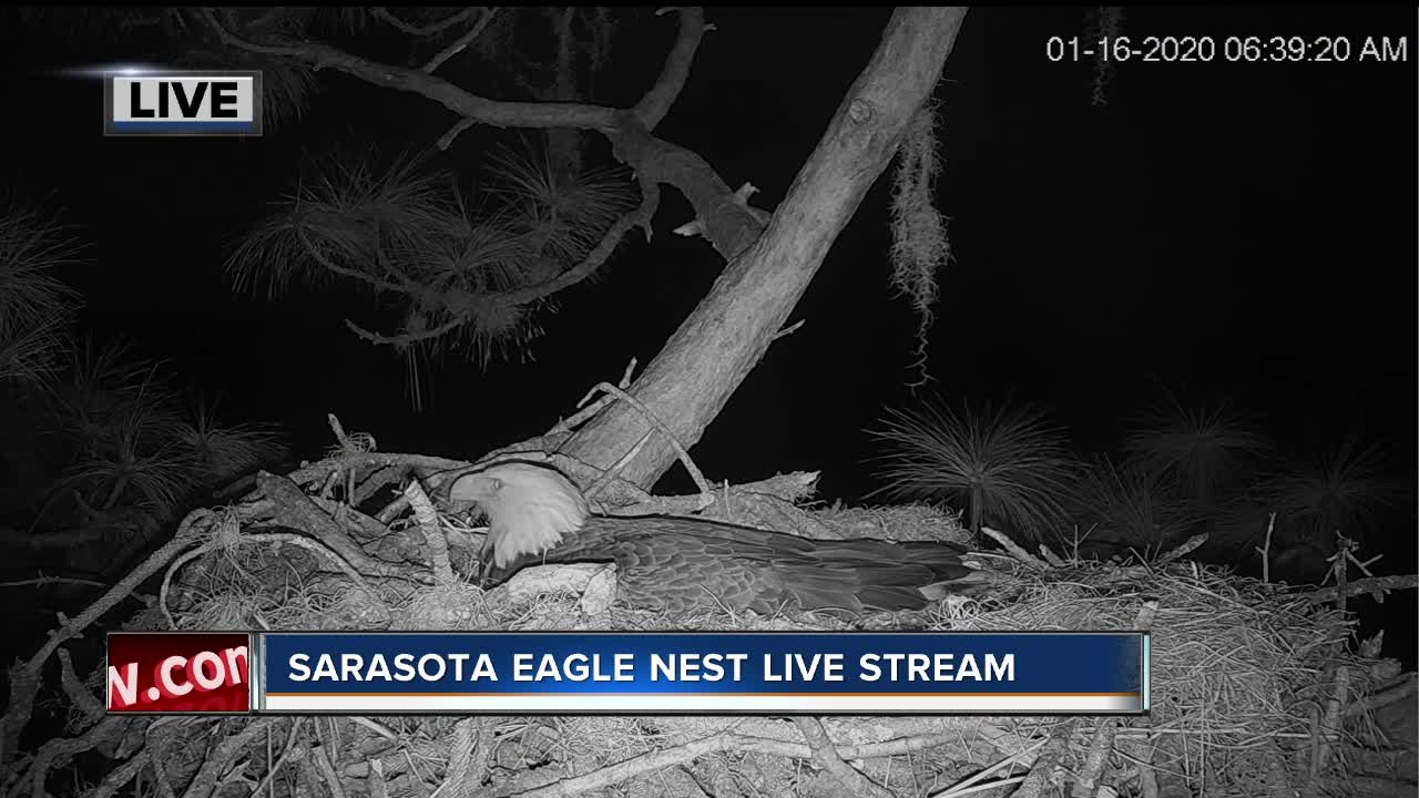 Eagle nest near Sarasota also live streaming