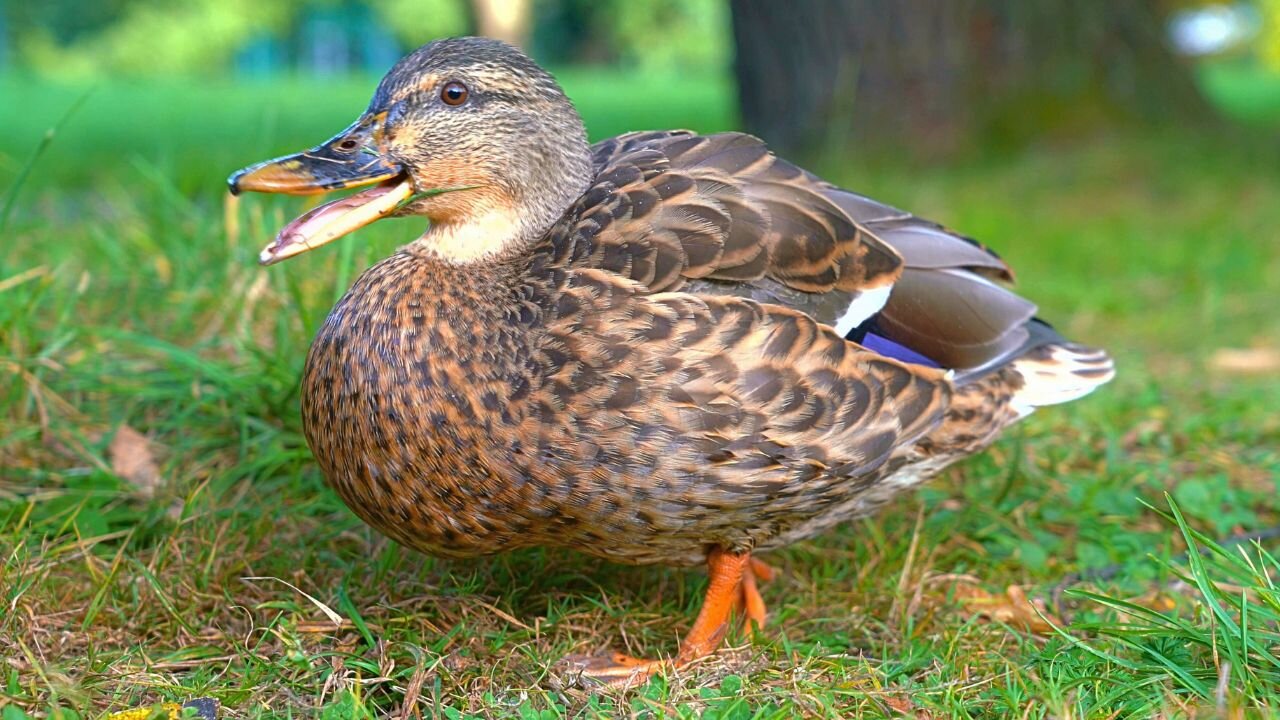 Female Mallard Ducks are Feeling a bit Talkative