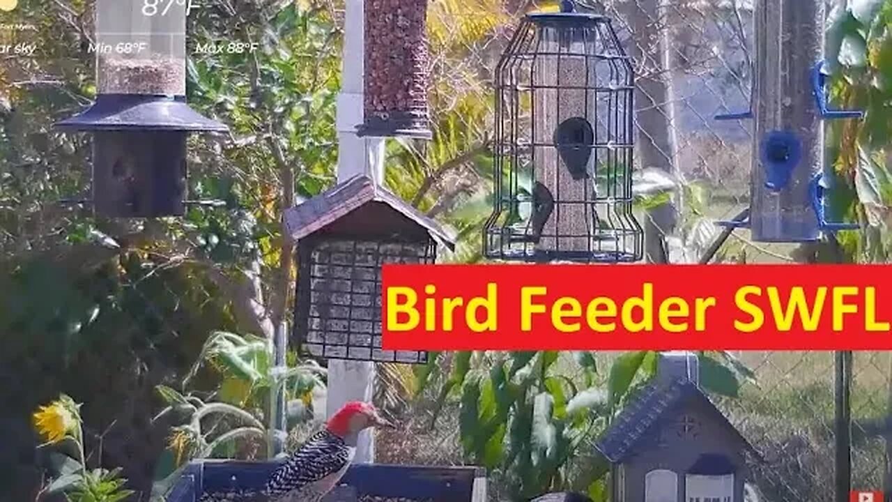 Florida Bird Feeder Live Camera HD