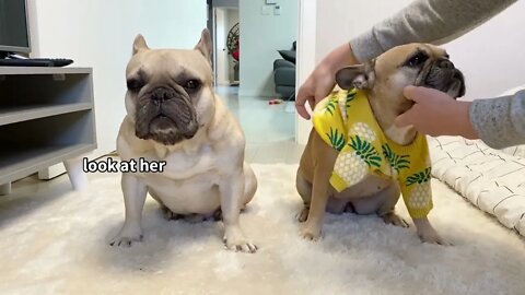 Funny Differences Between Male and Female French Bulldogs