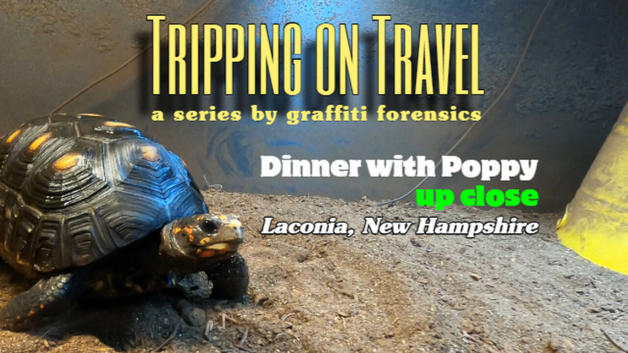 Tripping on Travel: Dinner with Poppy, Laconia NH