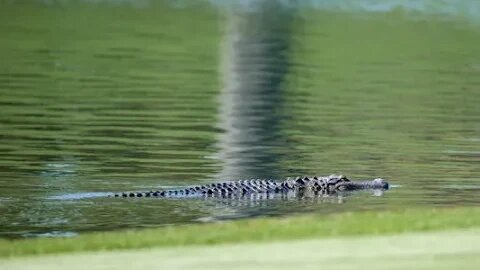 An alligator knocks on a door in Florida, waits for the owner to come out and bites him