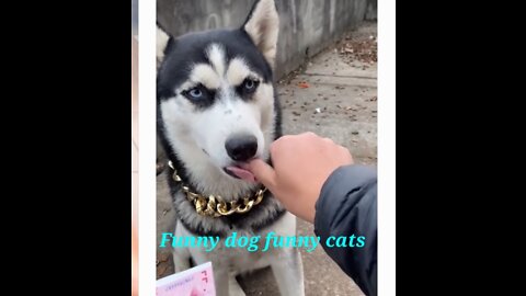 Funny Dog Funny cats #