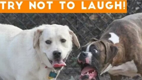 Try not caught At this ultimate funny Dog video compilation| a funny pet video