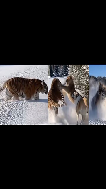 Lion and Tiger and Dog together playing in the snow
