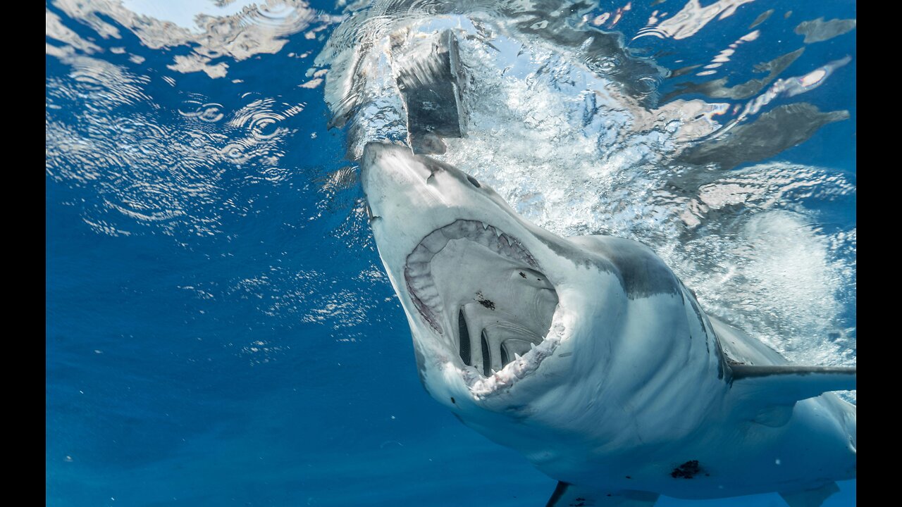 Paddle boarder trailed by shark during relay race from The Bahamas to Florida