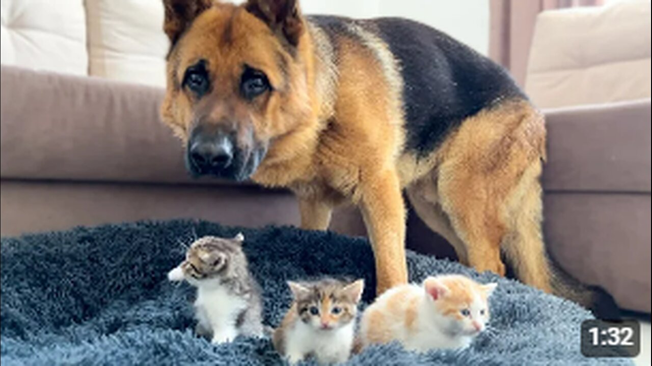 German Shepherd Shocked by Tiny Kittens occupying dog bed!