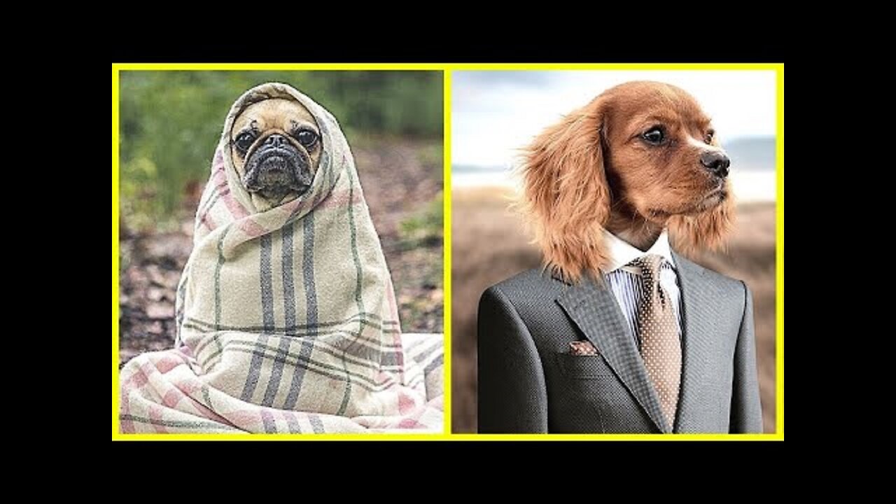 🤣🤣🤣 FUNNY DOGS TRY NOT TO LAUGH OR GRIN COMPILATION 2020 🐶 DOG VIDEOS 🐕 FUNNIEST ANIMALS