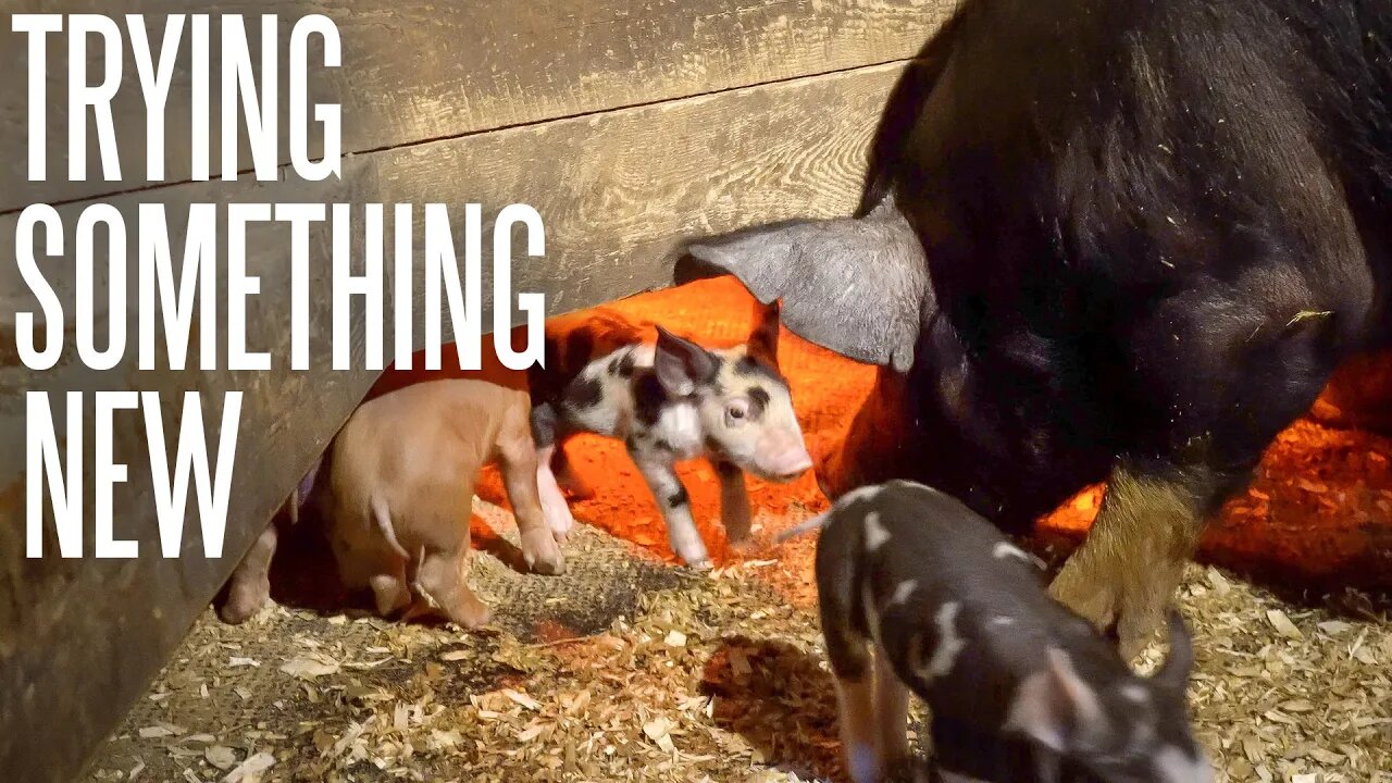 Our Forest Pastured Pig Operation Is Changing Big Time